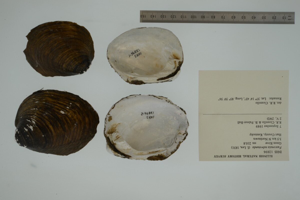 Fusconaia subrotunda image