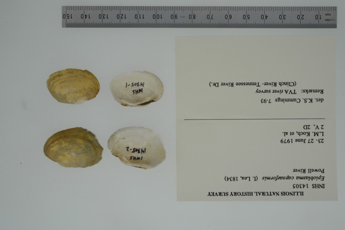 Epioblasma capsaeformis image