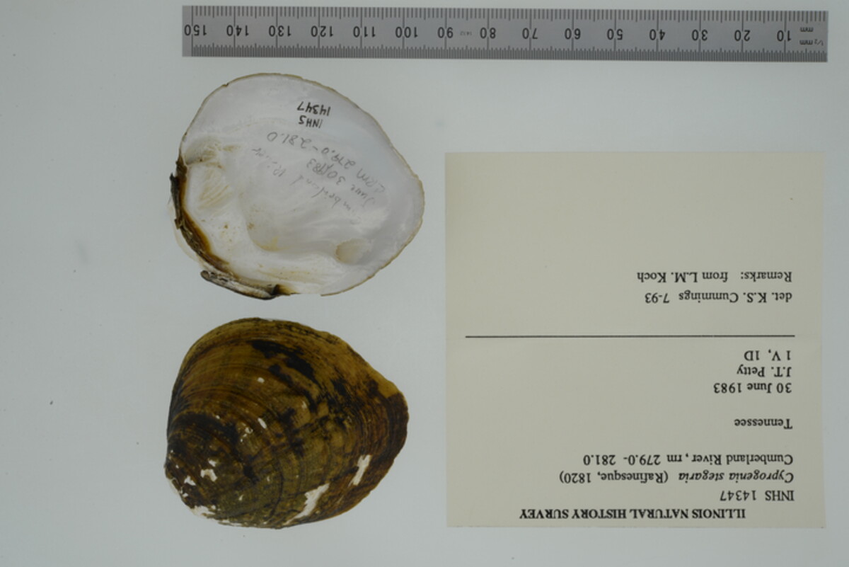 Cyprogenia stegaria image