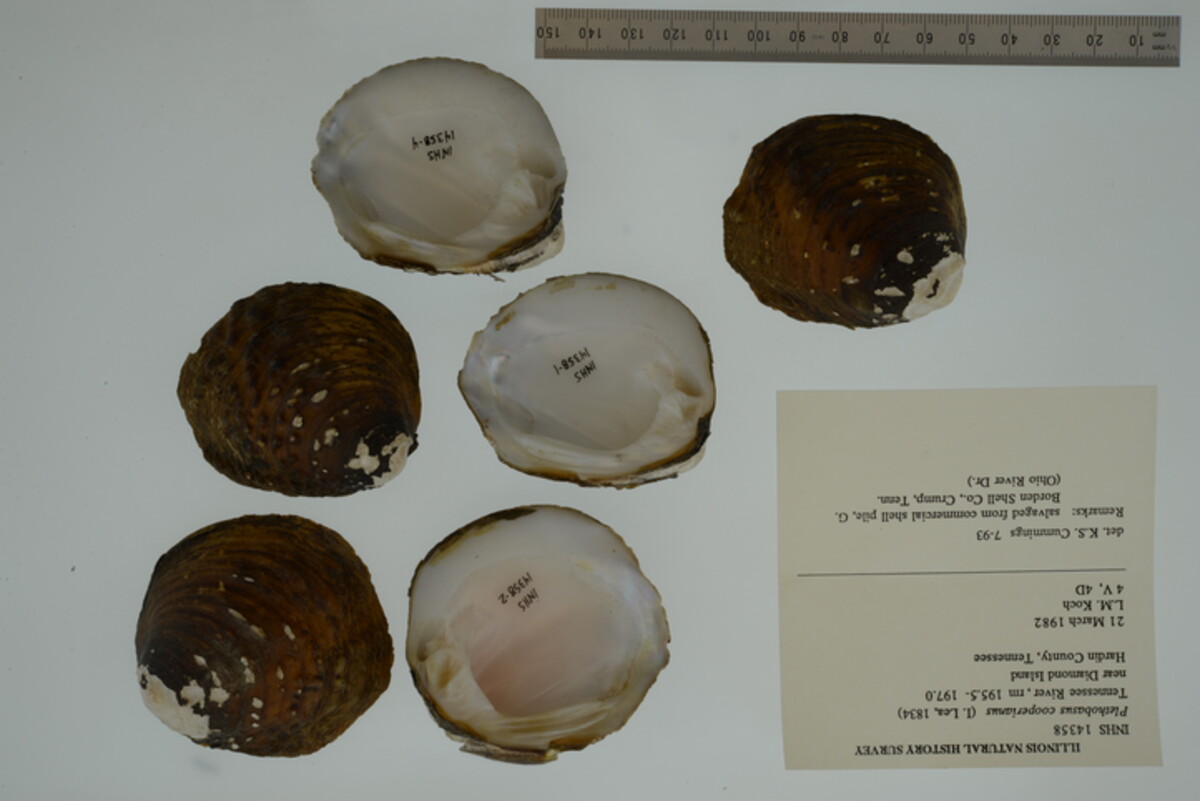 Plethobasus cooperianus image