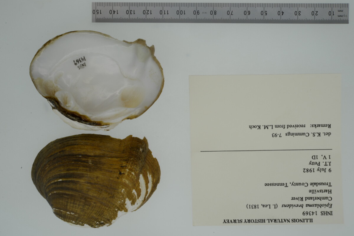 Epioblasma brevidens image