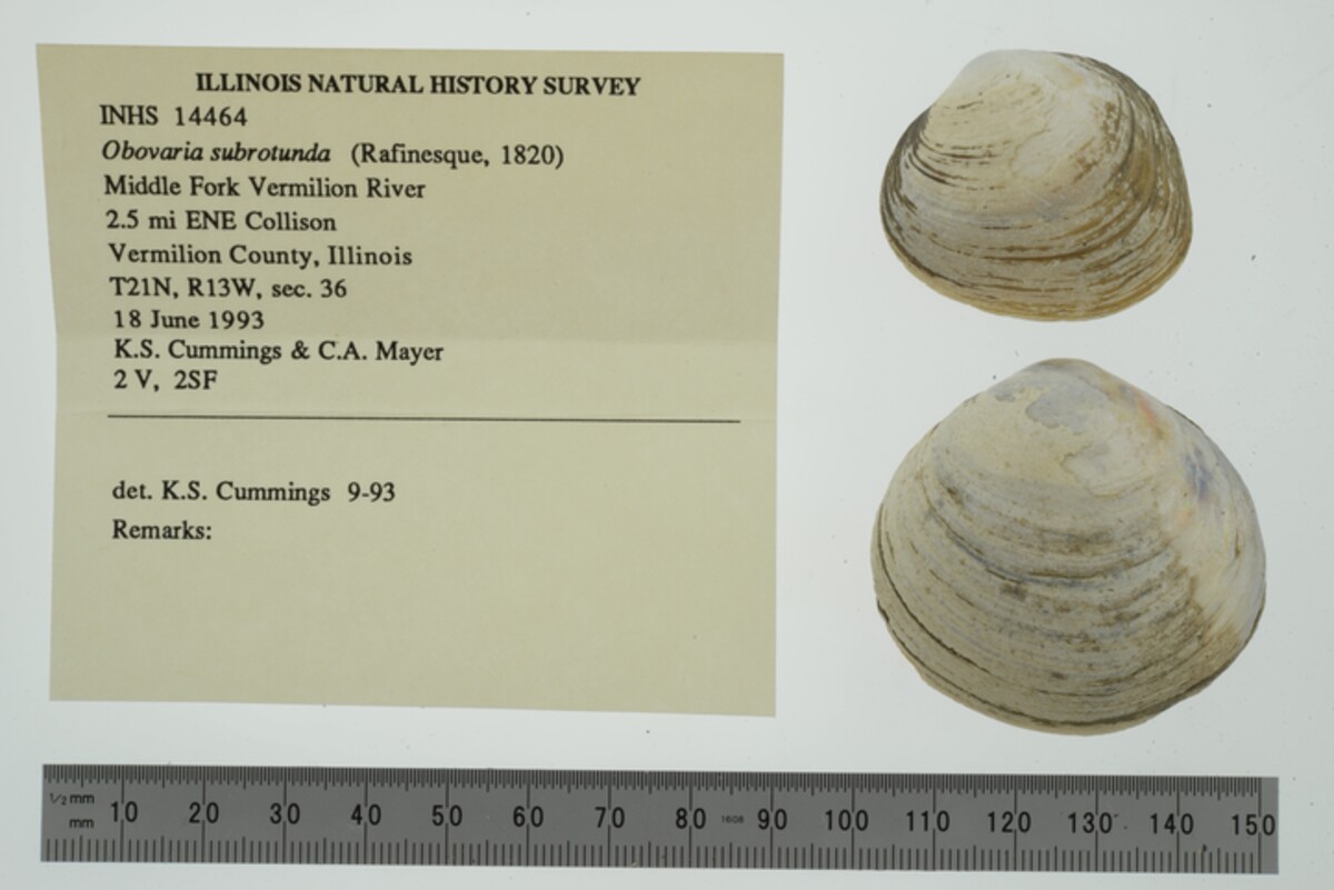 Obovaria subrotunda image