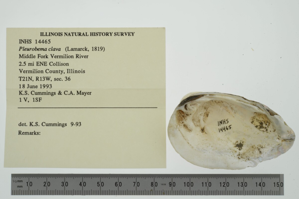 Pleurobema clava image