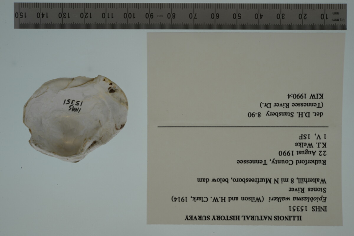 Epioblasma florentina image