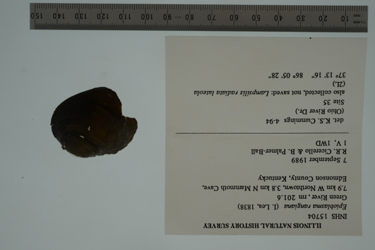 Epioblasma rangiana image