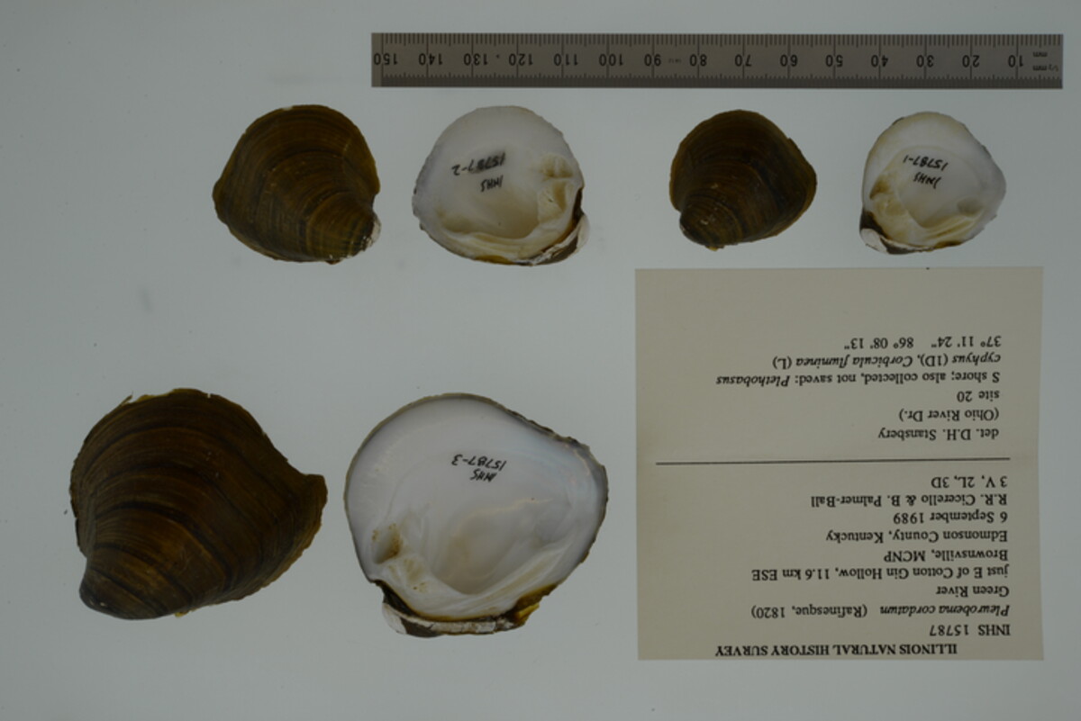 Pleurobema cordatum image