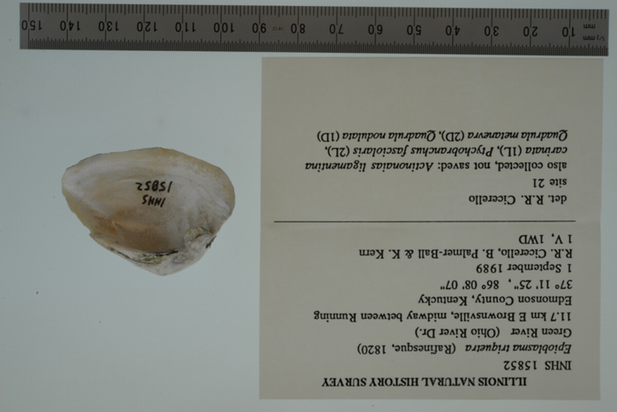 Epioblasma triquetra image