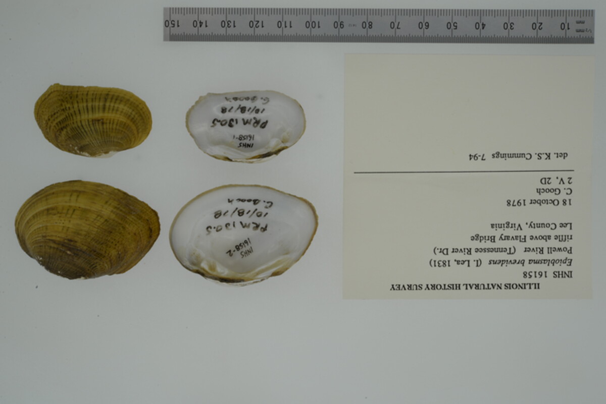 Epioblasma brevidens image