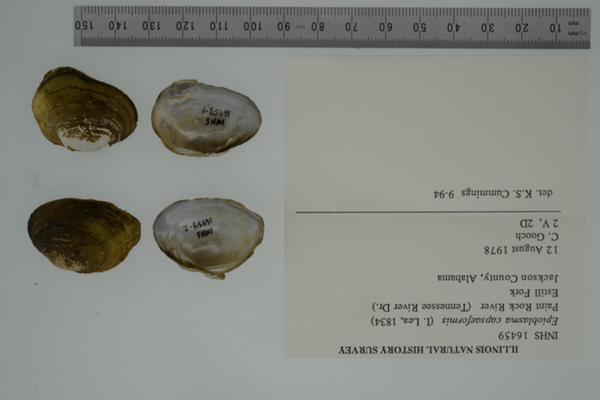 Epioblasma capsaeformis image