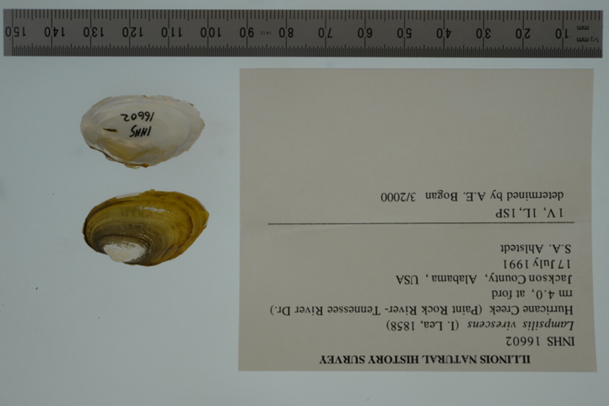 Lampsilis virescens image