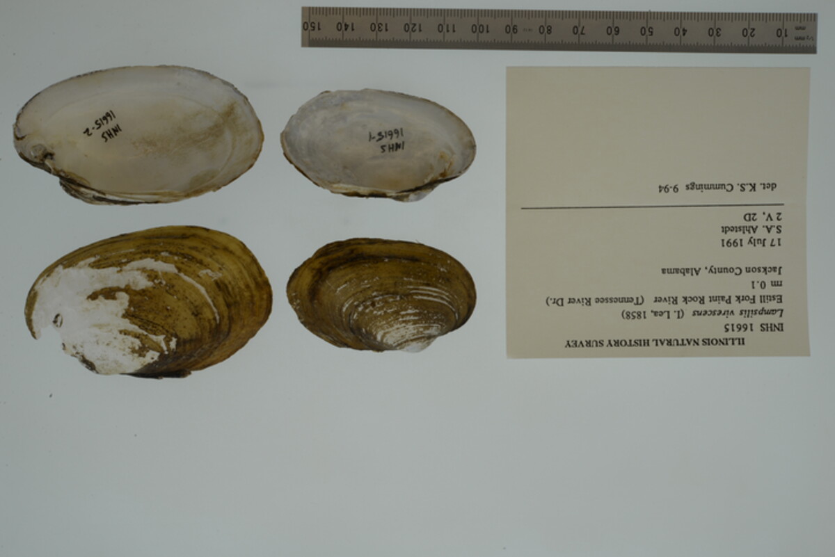 Lampsilis virescens image