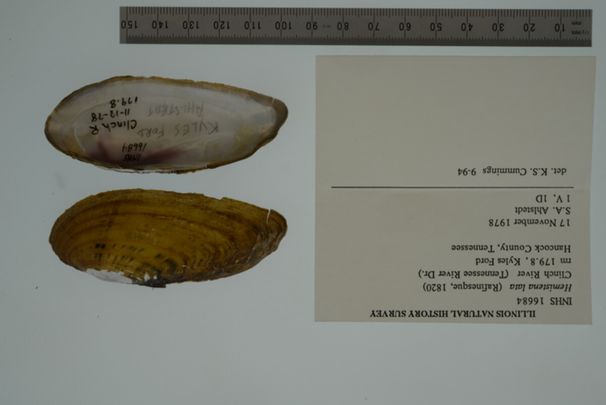 Hemistena lata image