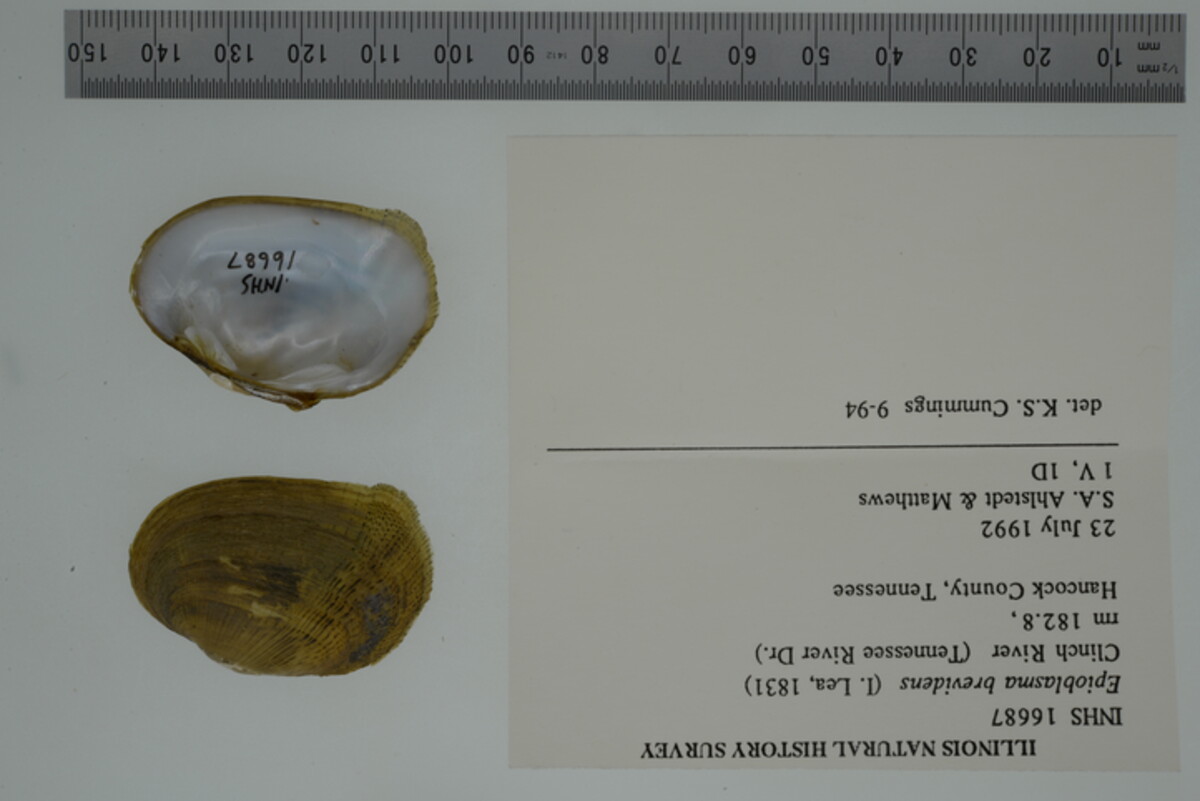 Epioblasma brevidens image