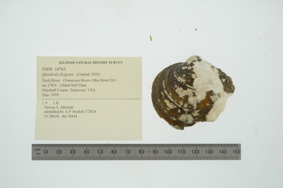 Quadrula fragosa image