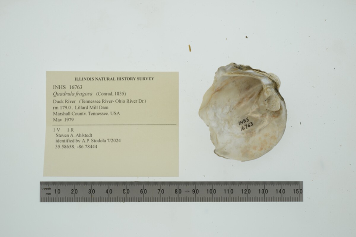 Quadrula fragosa image