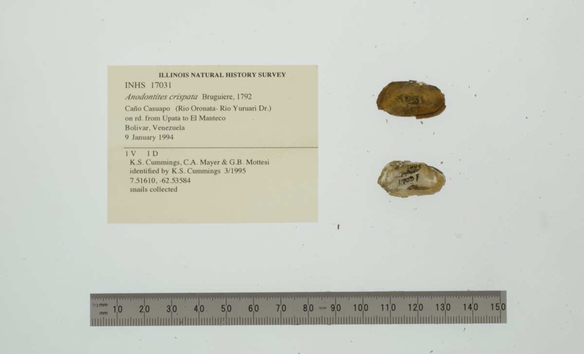 Anodontites crispata image