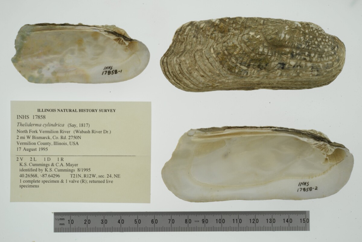 Theliderma cylindrica image