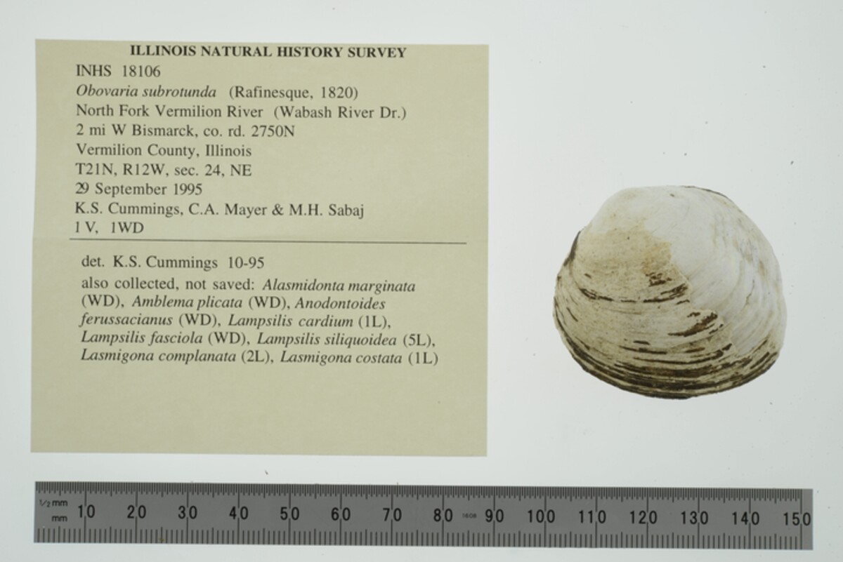 Obovaria subrotunda image