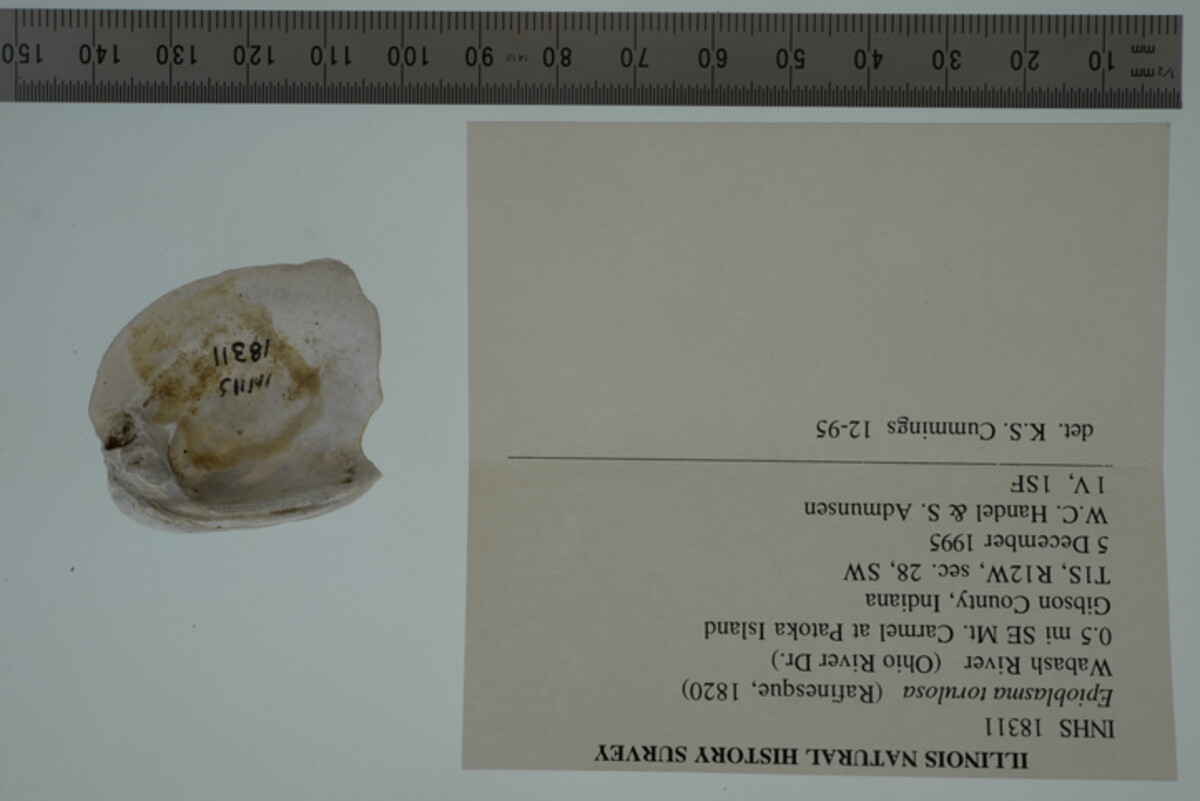 Epioblasma torulosa image