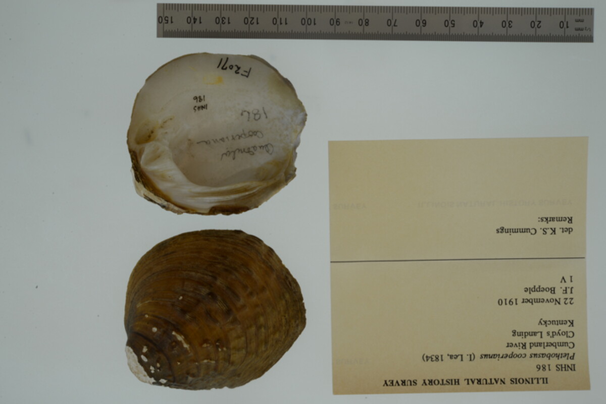 Plethobasus cooperianus image