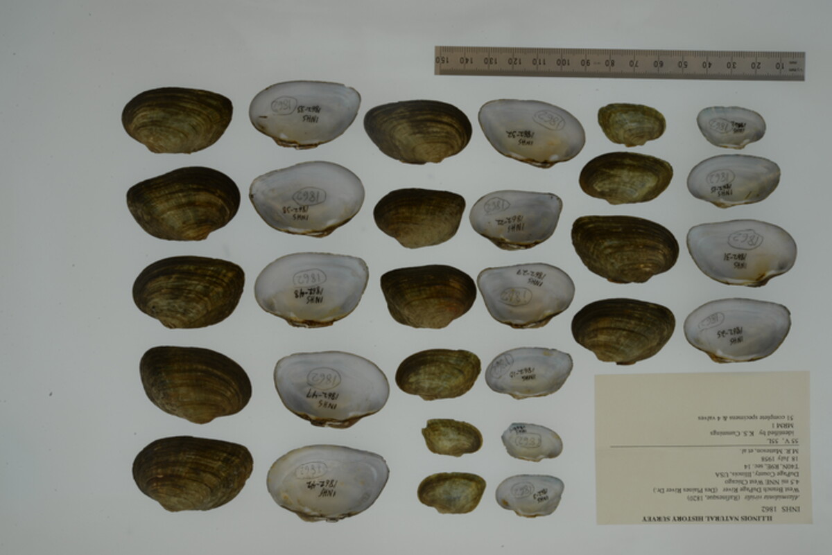 Alasmidonta viridis image