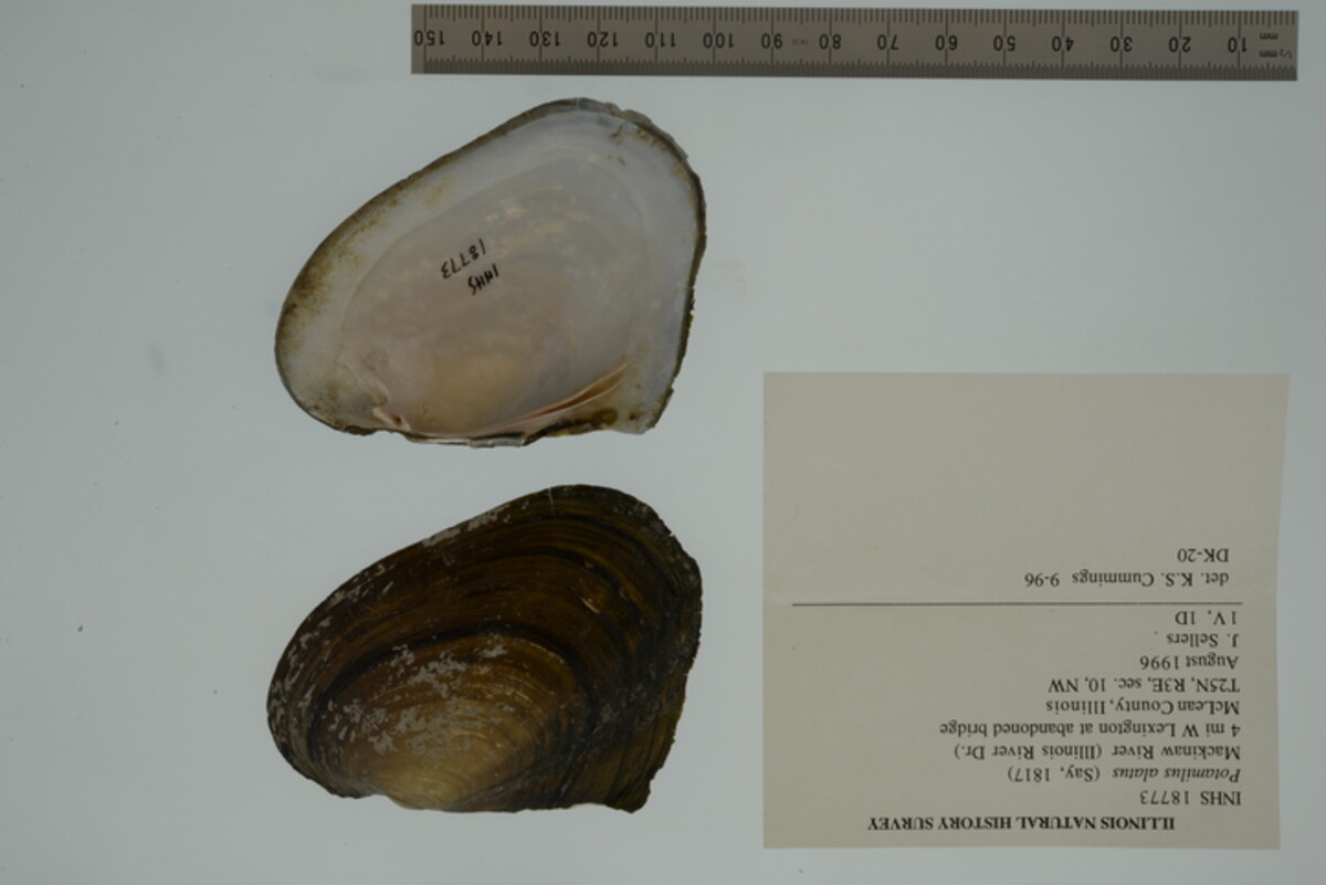 Potamilus alatus image