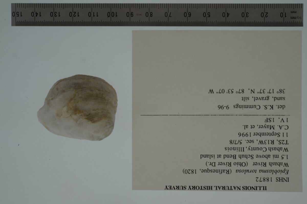 Epioblasma torulosa image