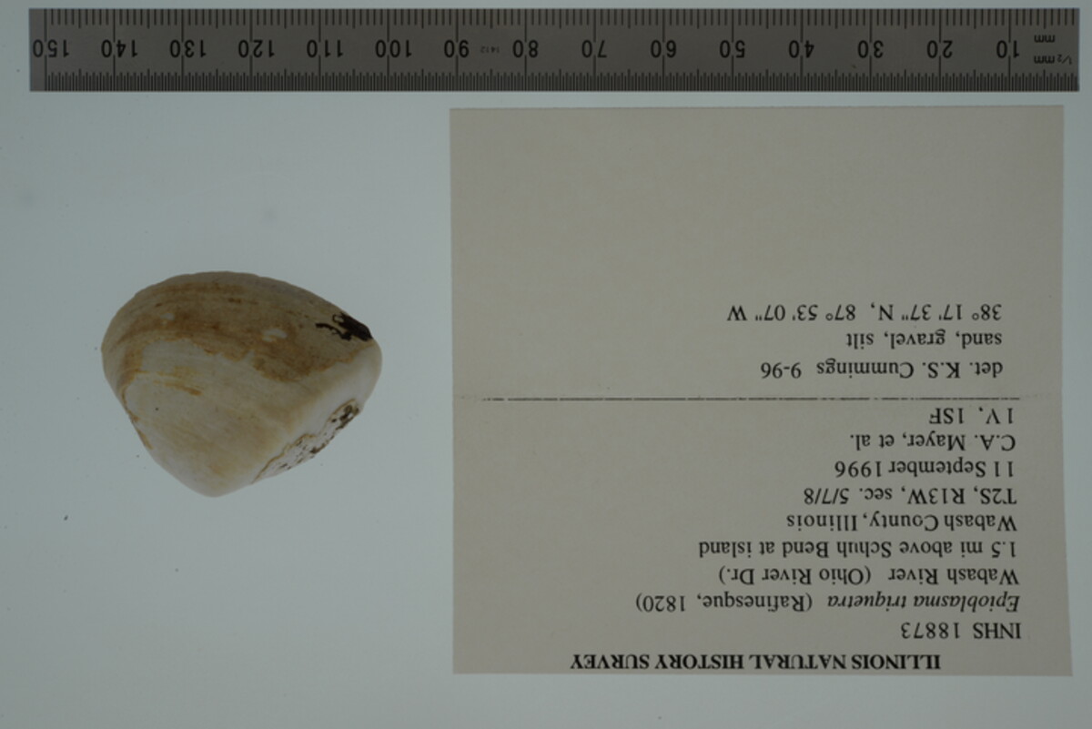 Epioblasma triquetra image