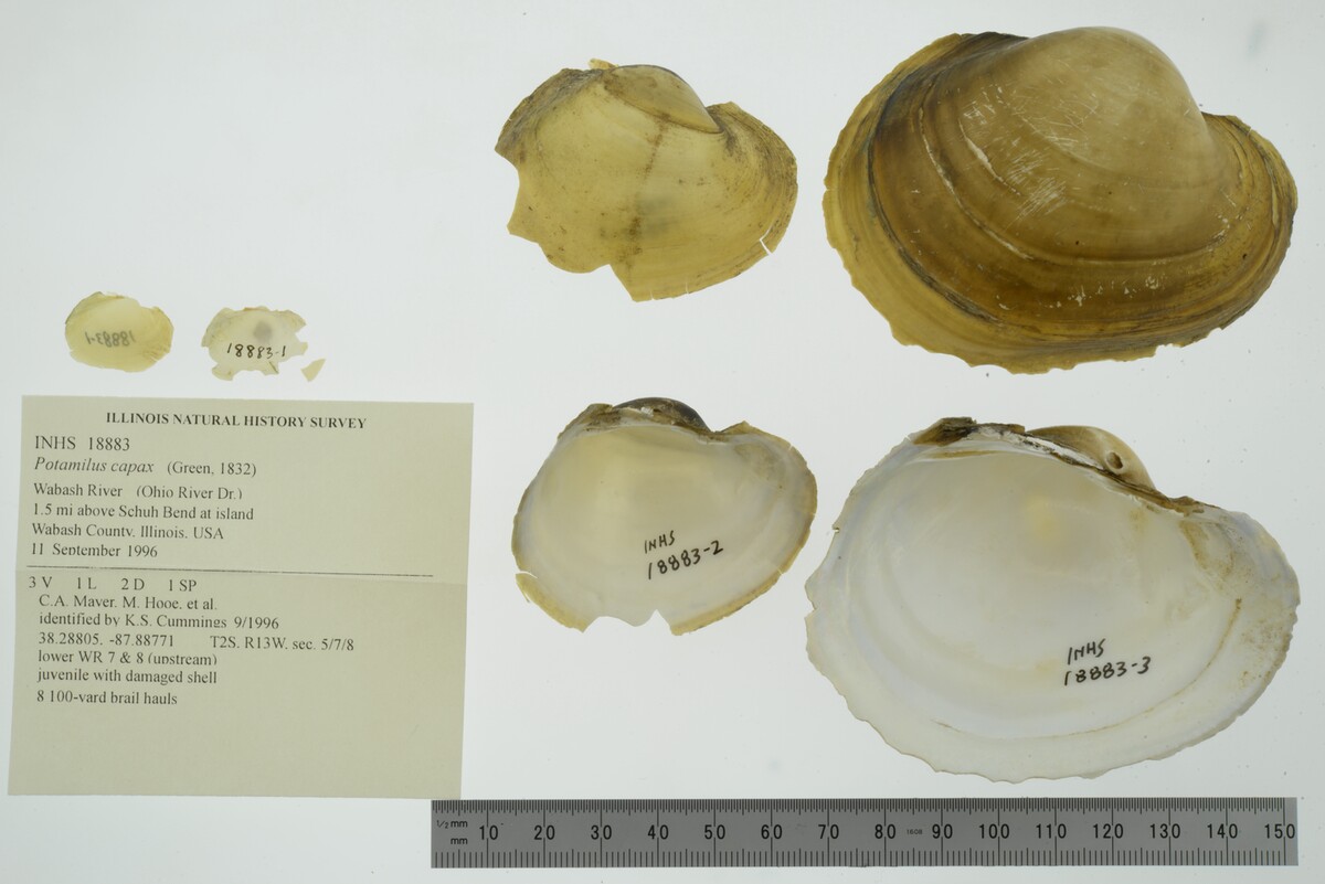 Potamilus capax image