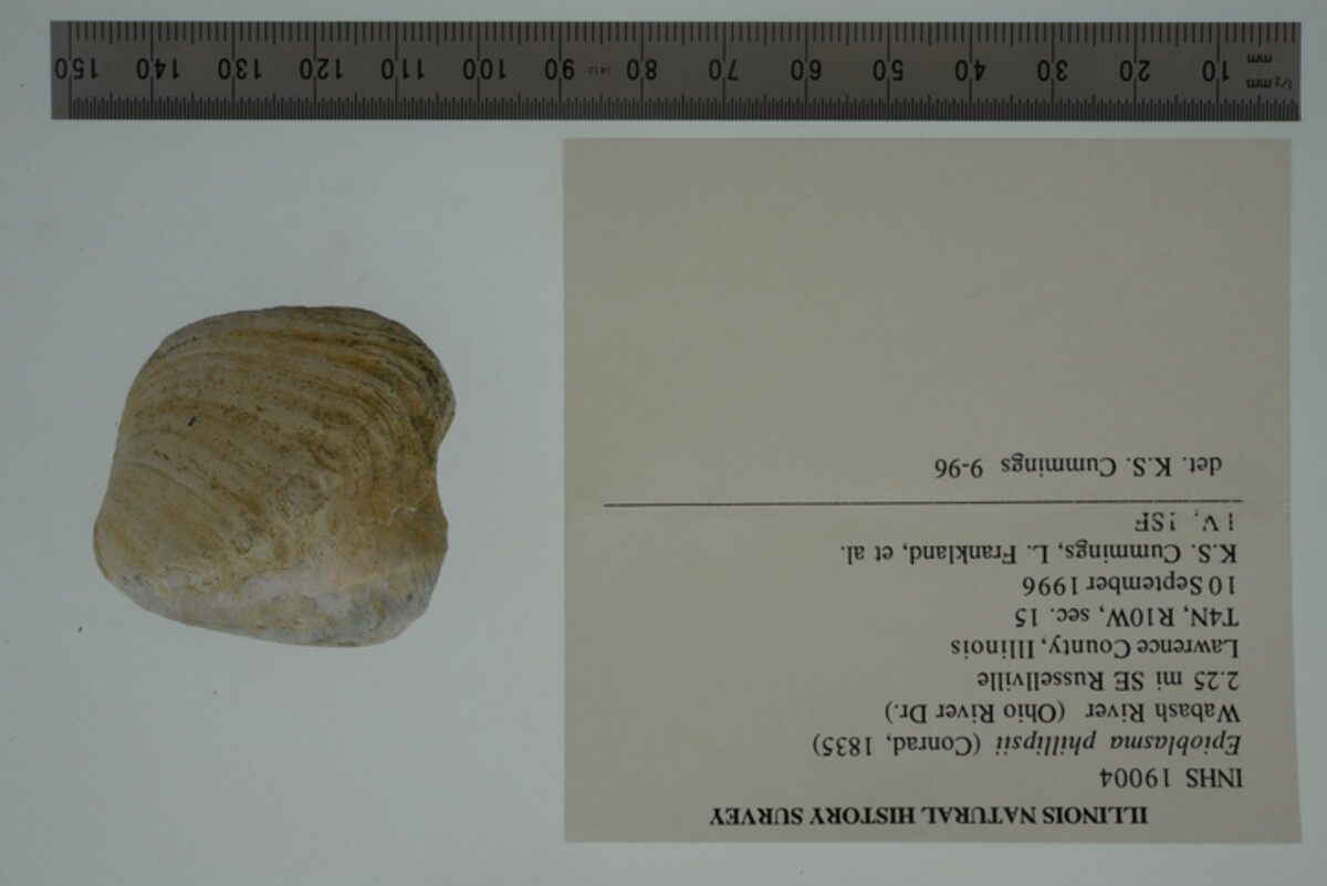 Epioblasma cincinnatiensis image