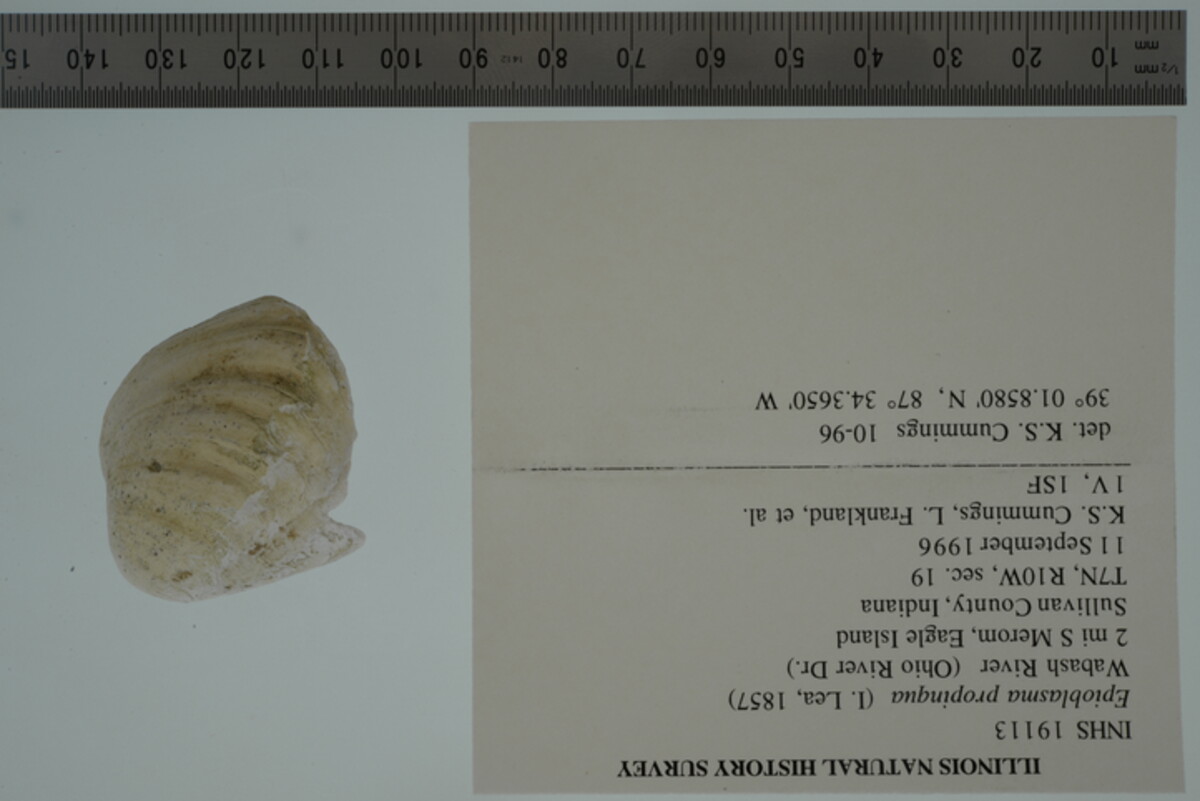 Epioblasma propinqua image