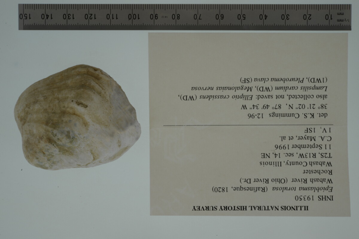 Epioblasma torulosa image