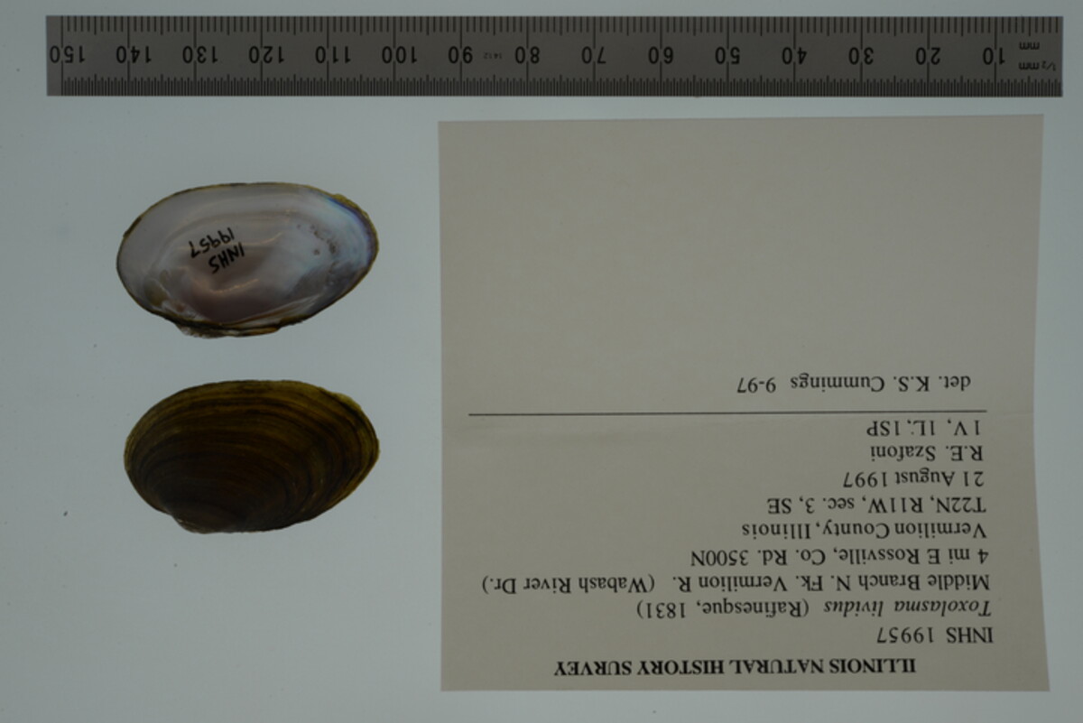 Toxolasma lividum image