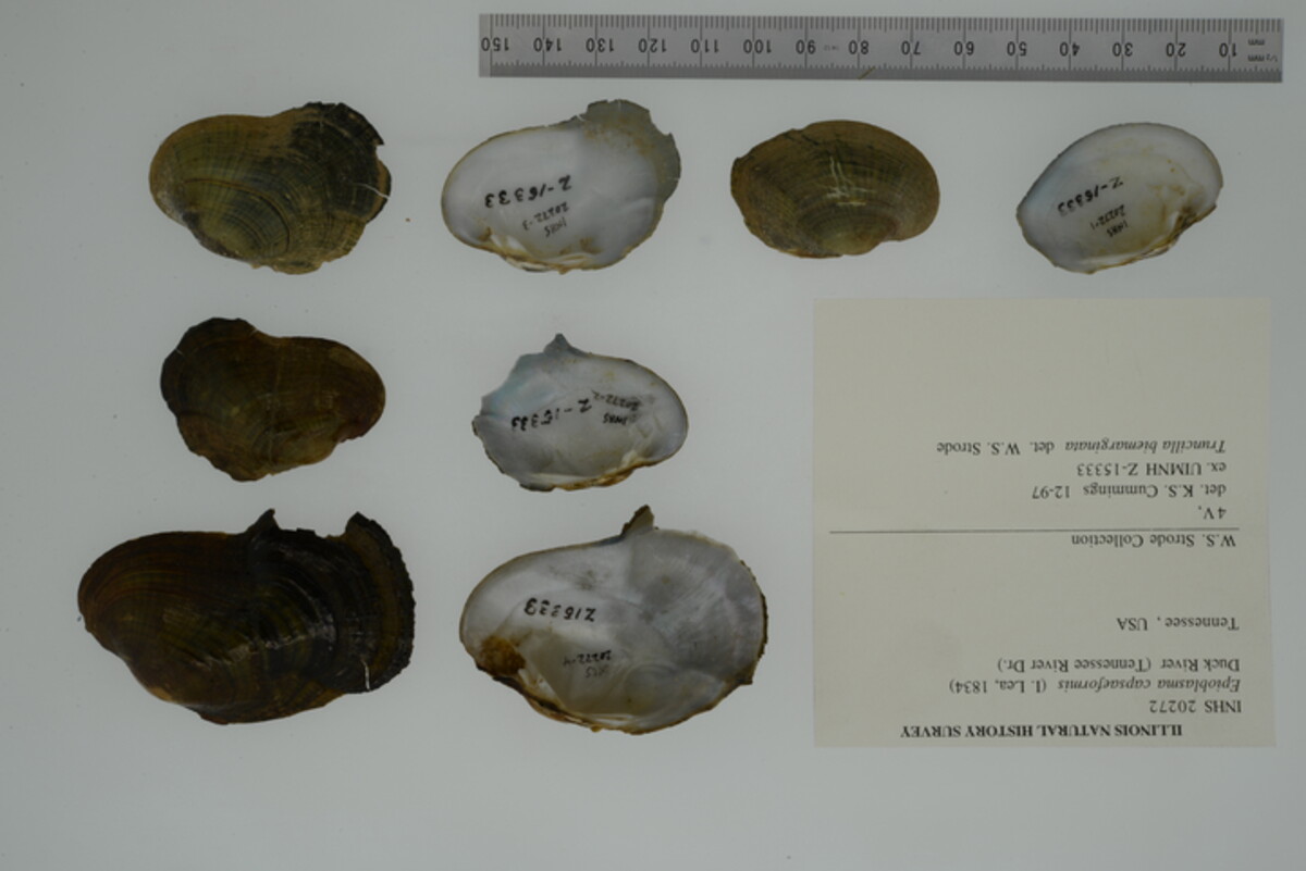 Epioblasma ahlstedti image