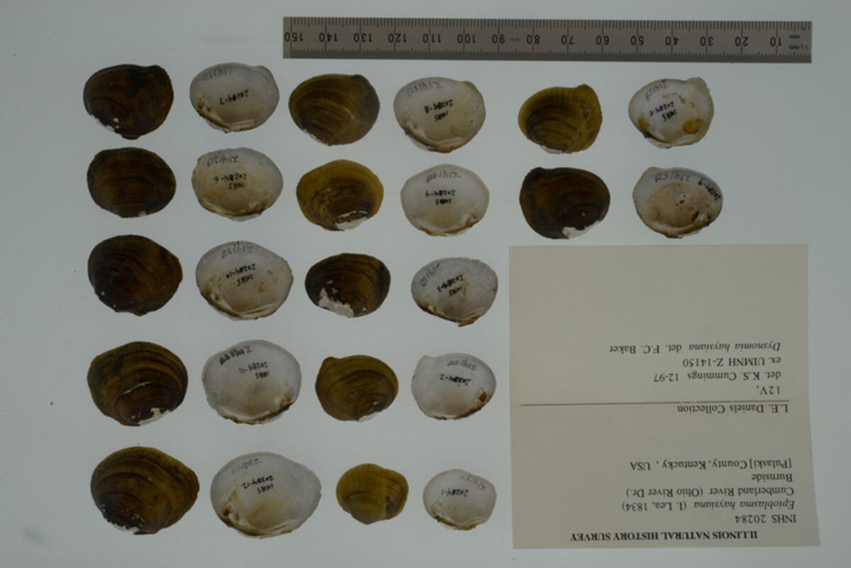 Epioblasma haysiana image