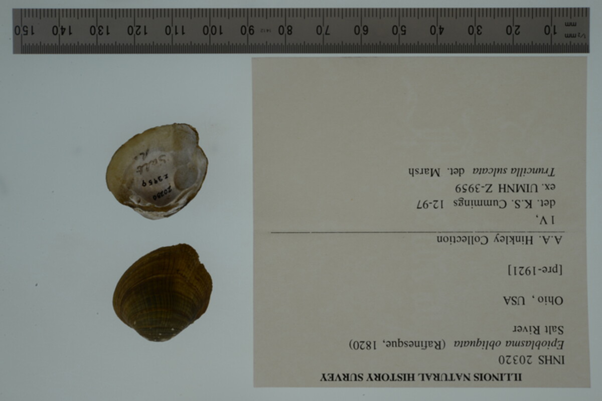 Epioblasma obliquata image