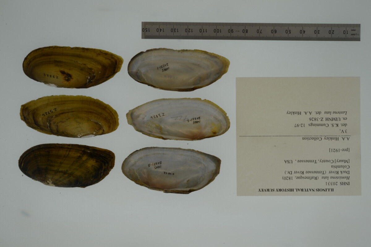 Hemistena lata image