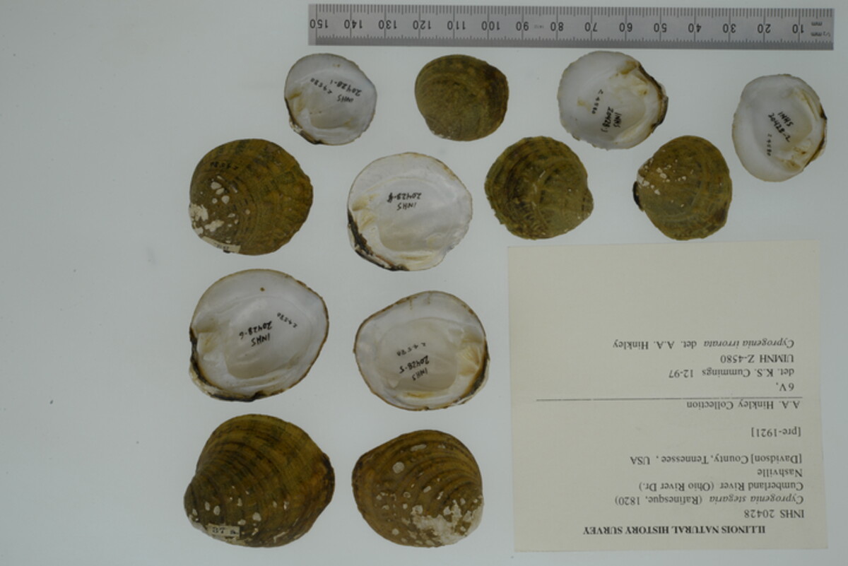 Cyprogenia stegaria image