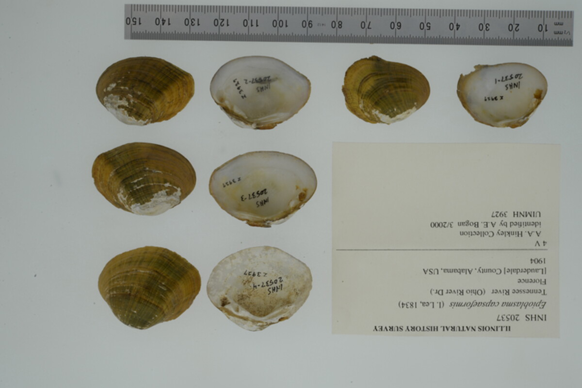 Epioblasma capsaeformis image