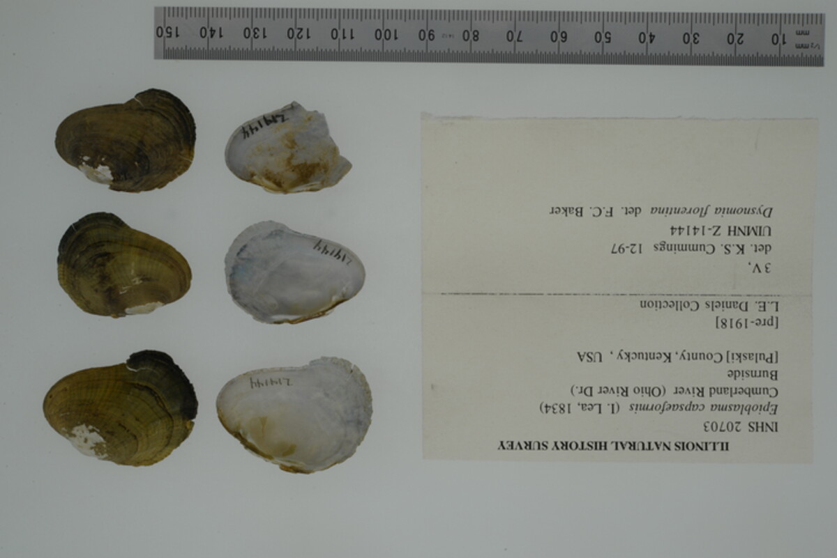 Epioblasma capsaeformis image