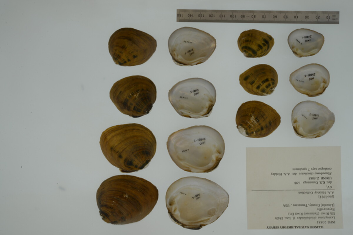 Pleuronaia dolabelloides image