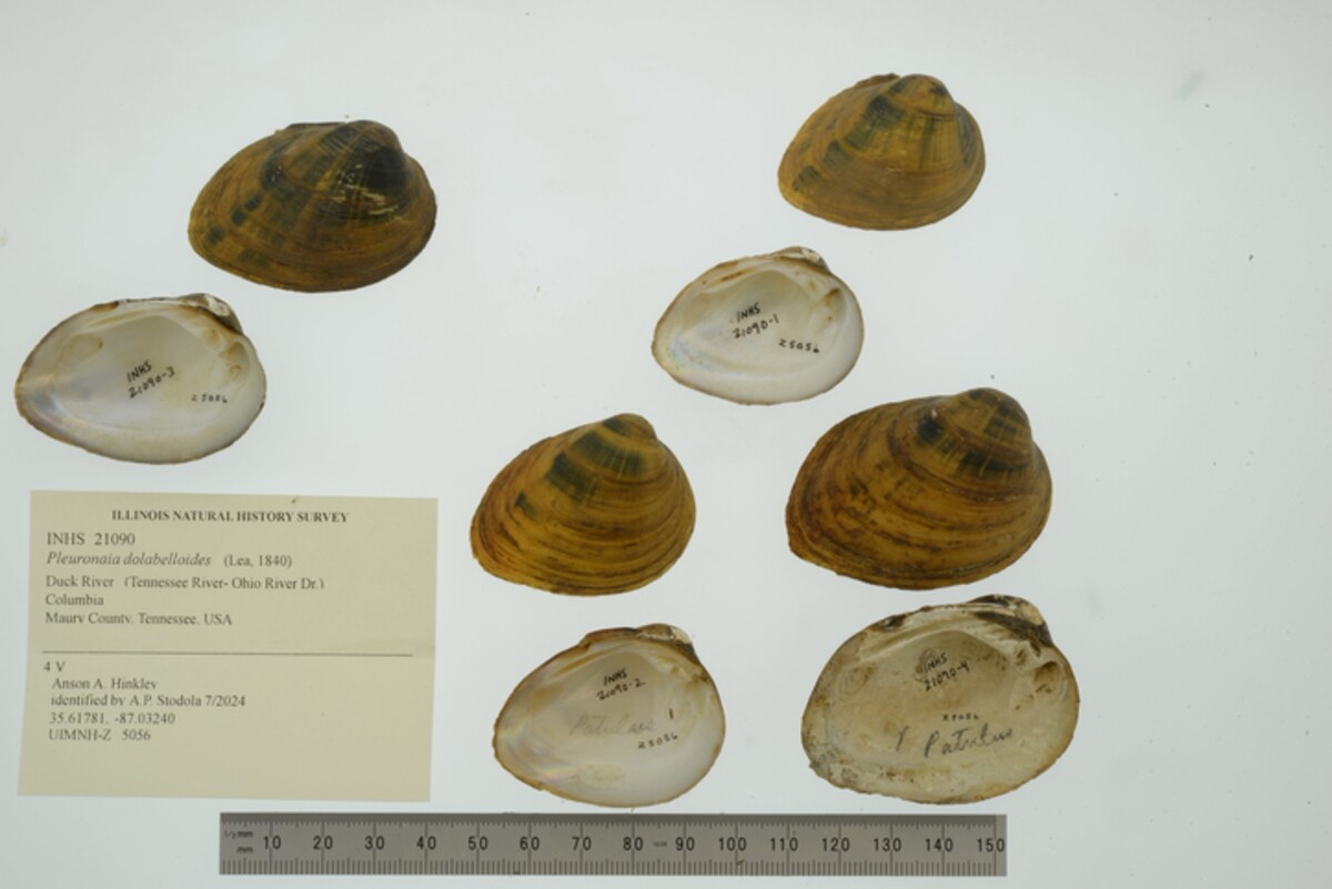 Pleuronaia dolabelloides image