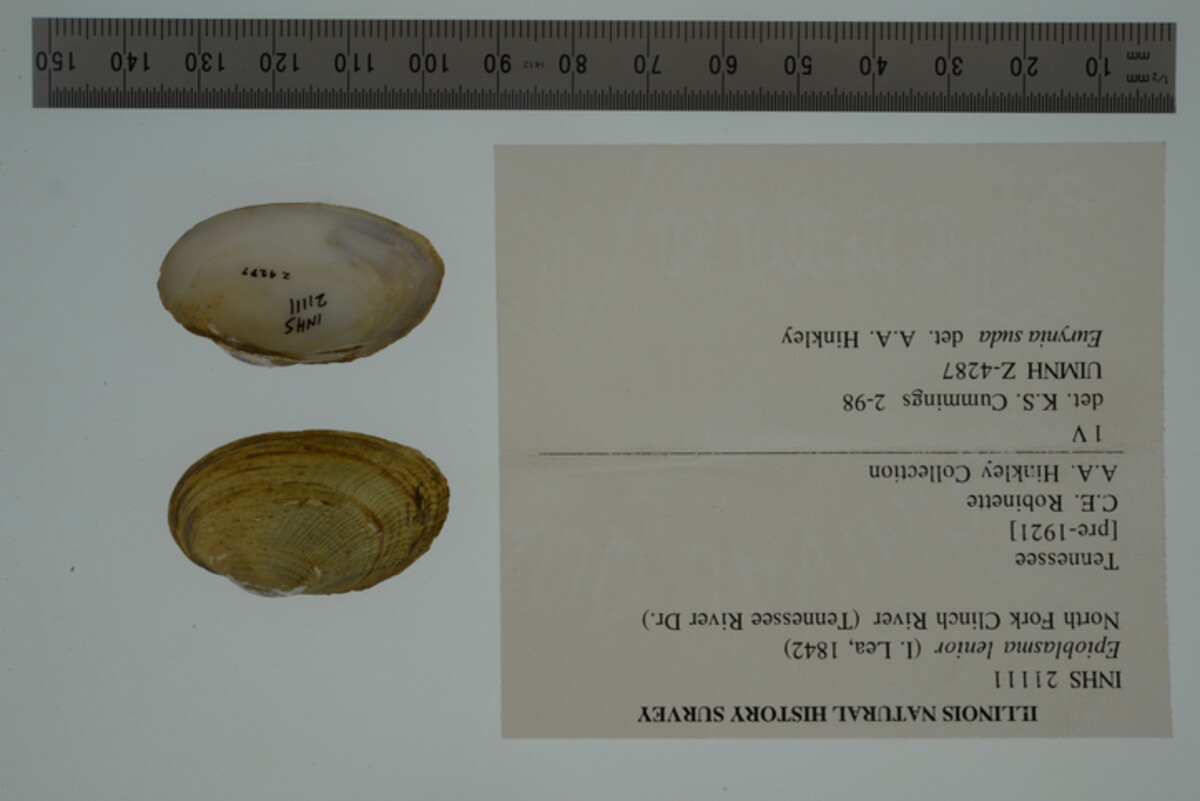 Epioblasma lenior image