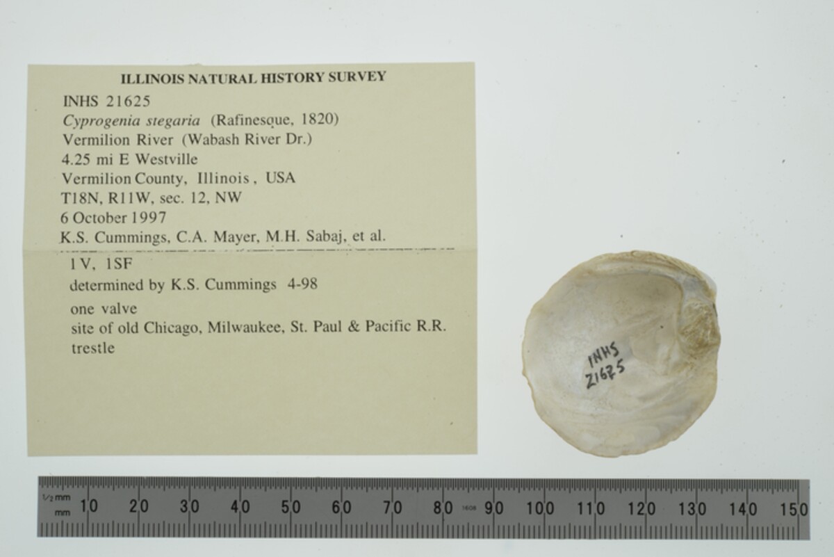 Cyprogenia stegaria image