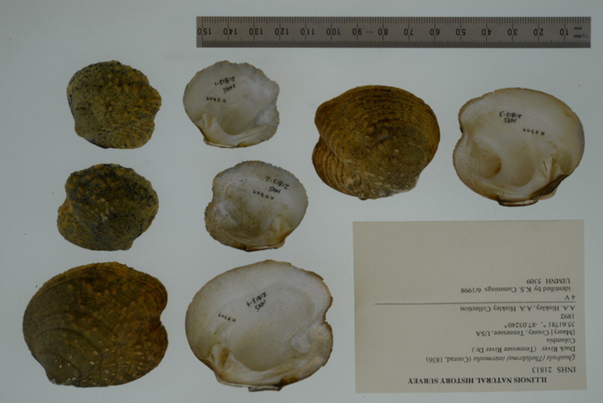 Theliderma intermedia image