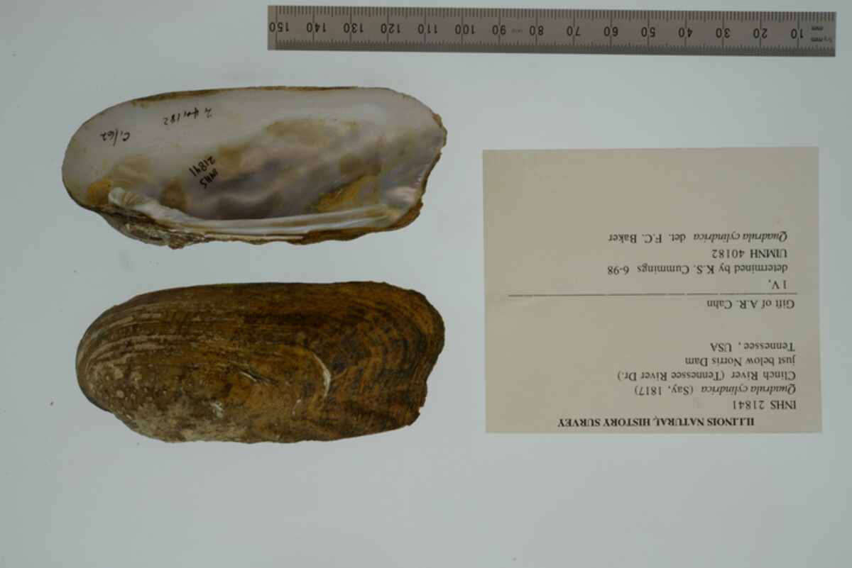 Theliderma cylindrica image