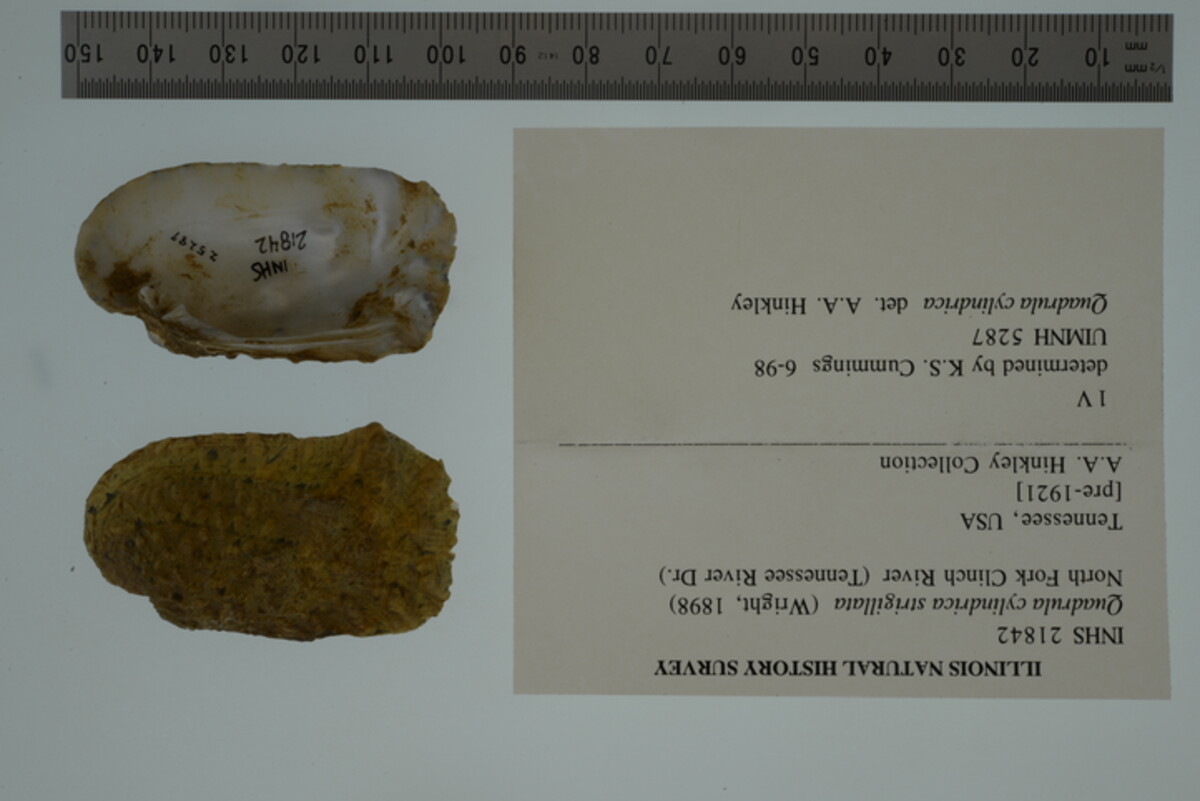 Theliderma cylindrica image