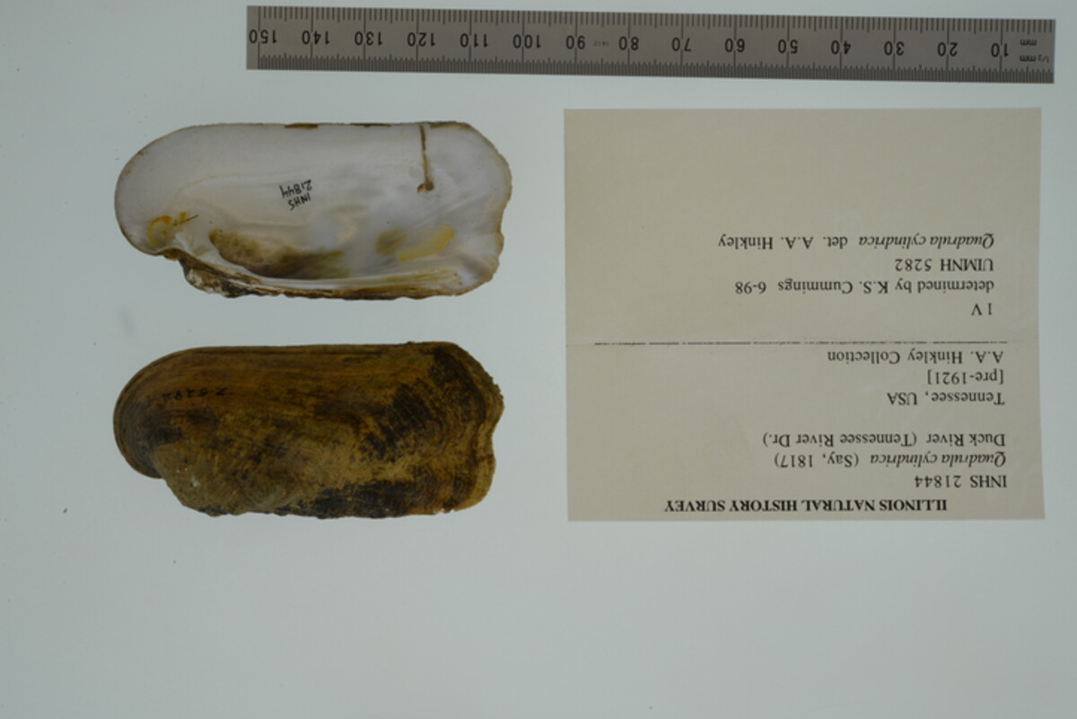 Theliderma cylindrica image