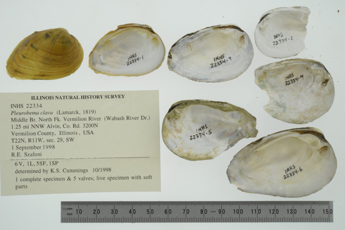Pleurobema clava image