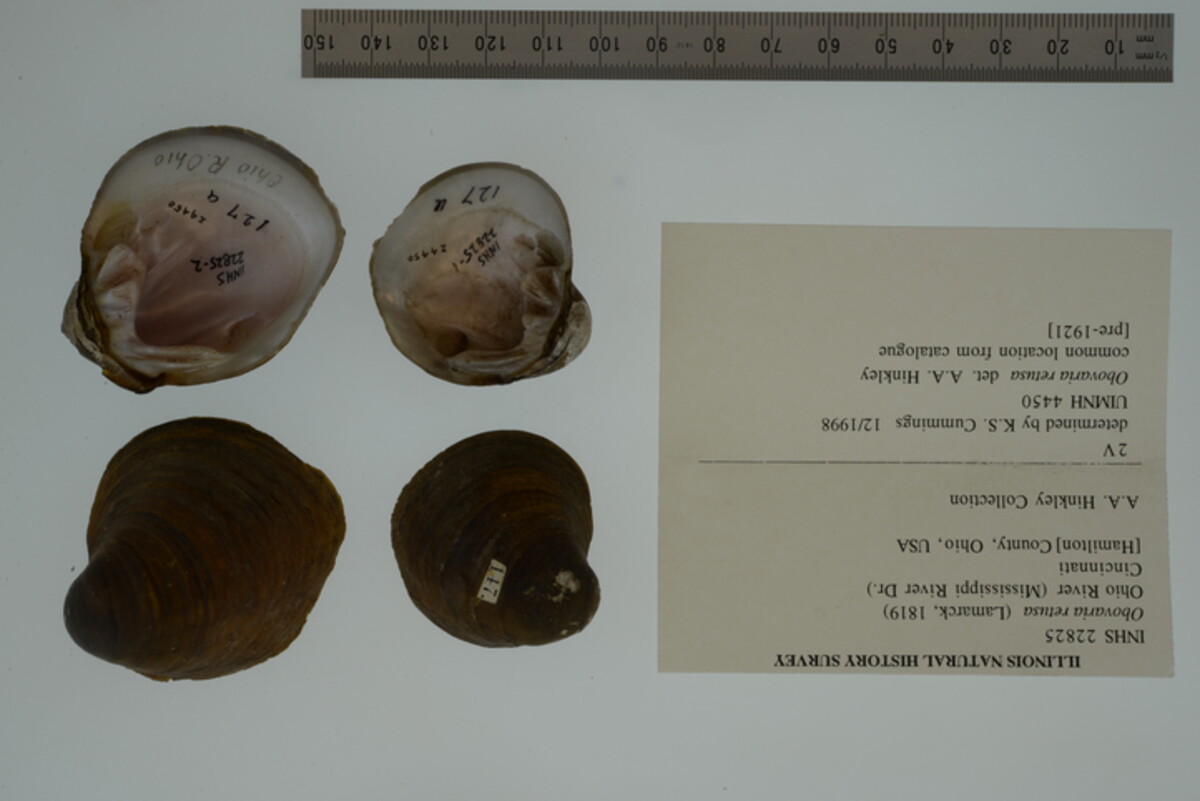 Obovaria retusa image